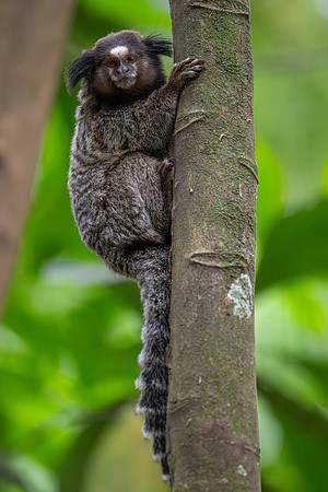 Black-tufted-ear Marmoset (Callithrix penicillata)