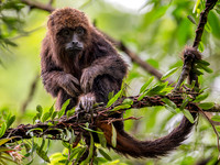 Brown Howler Monkey (Alouatta guariba)
