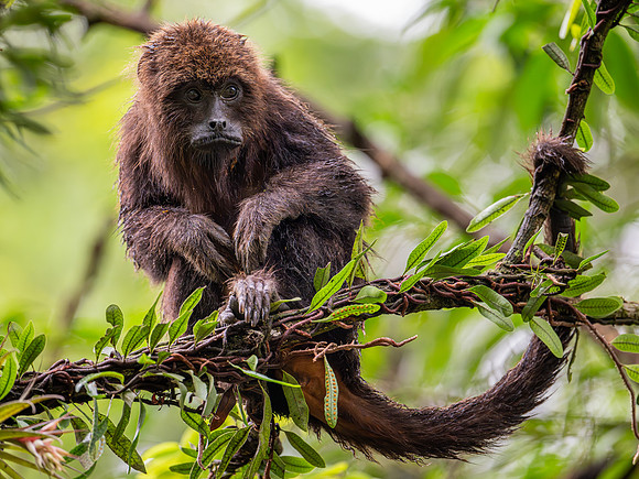 Brown Howler Monkey (Alouatta guariba)