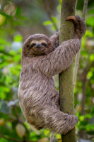Brown-throated Three-toed Sloth (Bradypus variegatus)