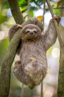 Brown-throated Three-toed Sloth (Bradypus variegatus)