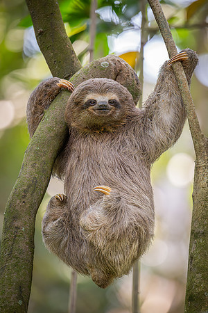 Brown-throated Three-toed Sloth (Bradypus variegatus)
