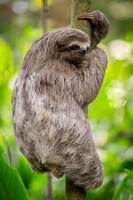 Brown-throated Three-toed Sloth (Bradypus variegatus)