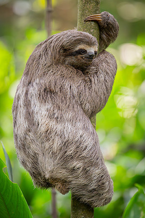 Brown-throated Three-toed Sloth (Bradypus variegatus)