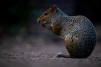 Azara's Agouti (Dasyprocta azarae)