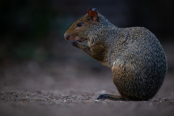 Azara's Agouti (Dasyprocta azarae)