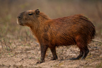 Capybara (Hydrochoerus hydrochaeris)
