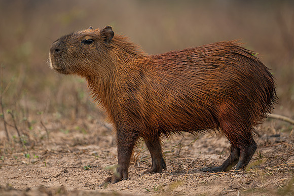 Capybara (Hydrochoerus hydrochaeris)