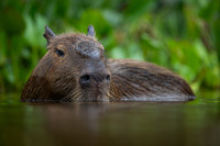 Capybara (Hydrochoerus hydrochaeris)