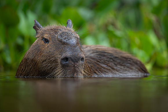 Capybara (Hydrochoerus hydrochaeris)