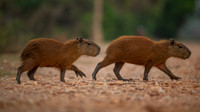 Capybara (Hydrochoerus hydrochaeris)