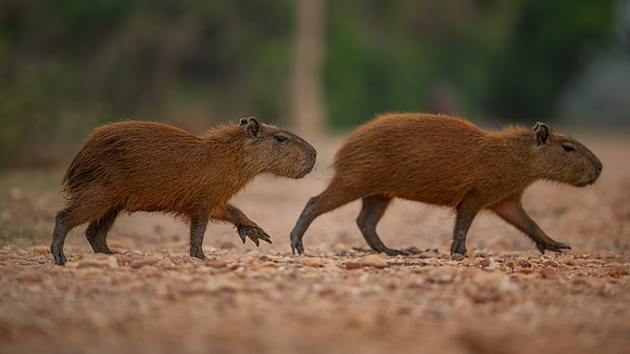 Capybara (Hydrochoerus hydrochaeris)