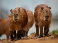 Capybara (Hydrochoerus hydrochaeris)
