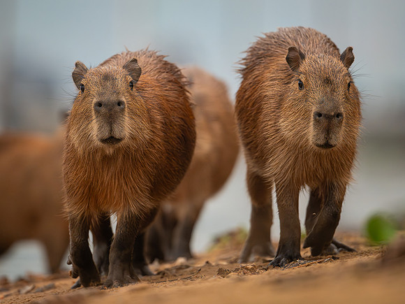 Capybara (Hydrochoerus hydrochaeris)