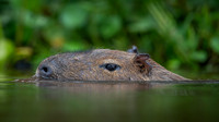 Capybara (Hydrochoerus hydrochaeris)