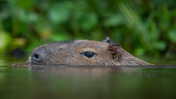 Capybara (Hydrochoerus hydrochaeris)