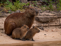 Capybara (Hydrochoerus hydrochaeris)
