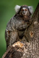 Common Marmoset (Callithrix jacchus)