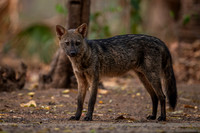 Crab-eating Fox (Cerdocyon thous)