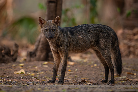 Crab-eating Fox (Cerdocyon thous)