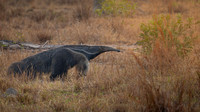 Giant Anteater (Myrmecophaga tridactyla)