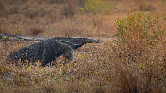 Giant Anteater (Myrmecophaga tridactyla)