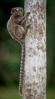 Common × Black-tufted-ear Marmoset (Callithrix jacchus × penicillata)