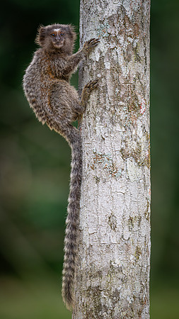Common × Black-tufted-ear Marmoset (Callithrix jacchus × penicillata)