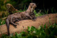 Giant River Otter (Pteronura brasiliensis)