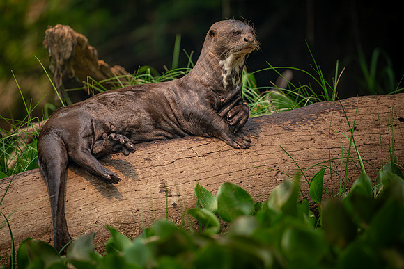 Giant River Otter (Pteronura brasiliensis)
