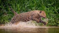 Brazil Mammals