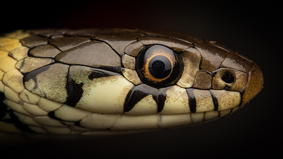 Grass Snake (Natrix helvetica)