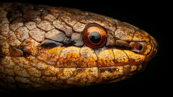 Smooth Snake (Coronella austriaca) - male