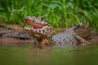 Jacare Caiman (Caiman yacare)