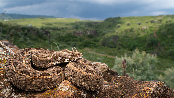 Kenya Horned Viper (Bitis worthingtoni)