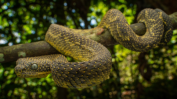 Mount Kenya Bush Viper (Atheris desaixi)