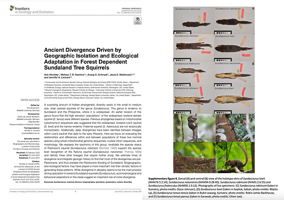 Ancient Divergence Driven by Geographic Isolation and Ecological Adaptation in Forest Dependent Sundaland Tree Squirrels