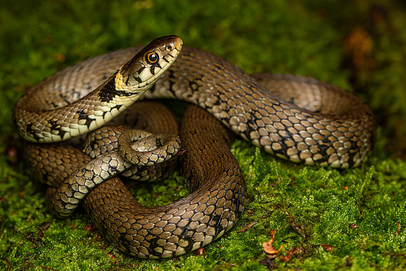 Grass Snake (Natrix helvetica)