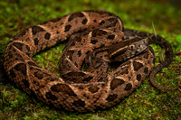 Jararacussu (Bothrops jararacussu)