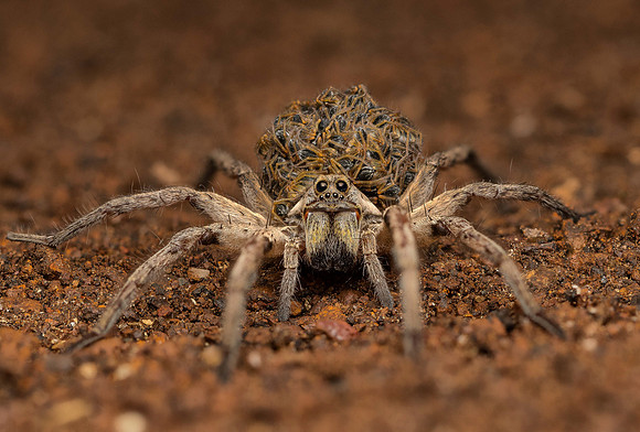 Wolf Spider Motherhood_HIRES