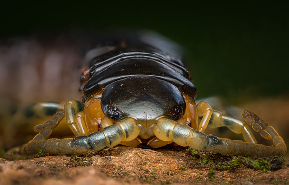 African Giant Centipede Portrait_HIRES