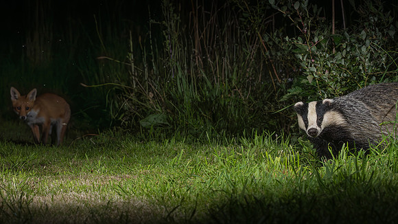 European badger (Meles meles) and Red Fox (Vulpes vulpes)