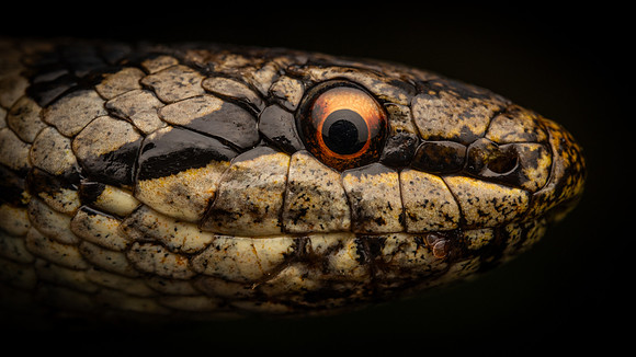 Smooth Snake (Coronella austriaca) - female