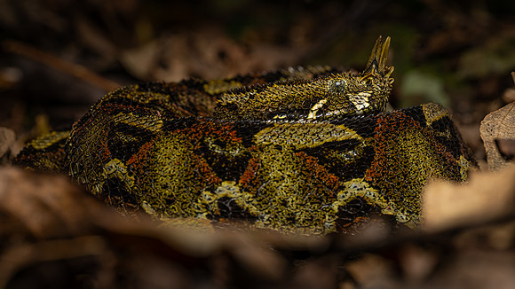 Rhinoceros Viper (Bitis nasicornis)