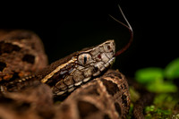 Brazil Reptiles