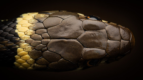 Grass Snake (Natrix helvetica)