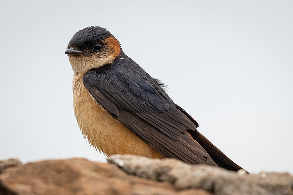 Red-rumped swallow (Cecropis daurica)