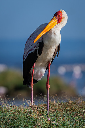 Yellow-billed stork (Mycteria ibis)