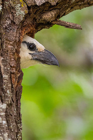 White-headed barbet (Lybius leucocephalus)