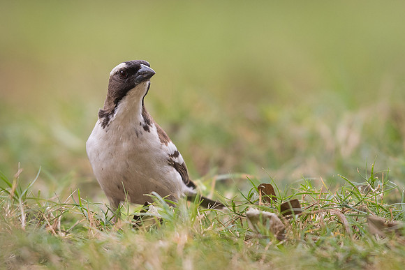 White-browed sparrow-weaver (Plocepasser mahali)